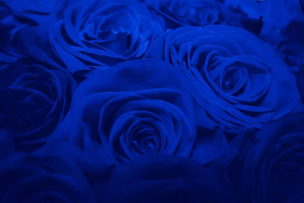 Hermosas rosas azules fotos de stock, imágenes de Hermosas rosas azules sin  royalties | Depositphotos