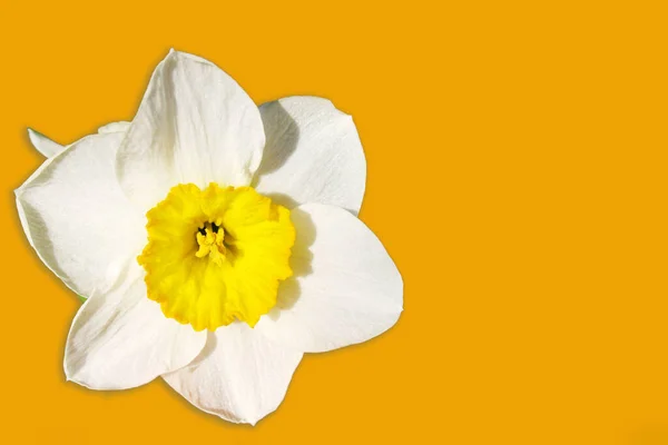 Narcissus Polyanthus Aislado Sobre Fondo Amarillo Tazetta Blanco Papel Narciso —  Fotos de Stock