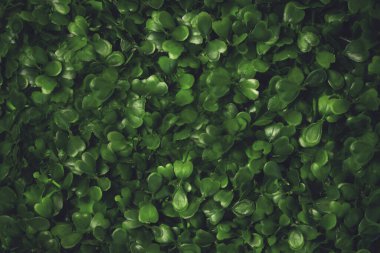 Yeşil çimen dokusu. Yıldız yosunu, yaban otları, civciv, saten çiçeği, Stellaria Medya bitkileri. Güzel yeşil yapraklar. Yeşil arka plan. Doku.