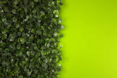 Yeşil arka planda yeşil çimenler. Yıldız yosunu, yaban otları, civciv, saten çiçeği, Stellaria Medya bitkileri. Güzel yeşil yapraklar. Yeşil arka plan. Doku