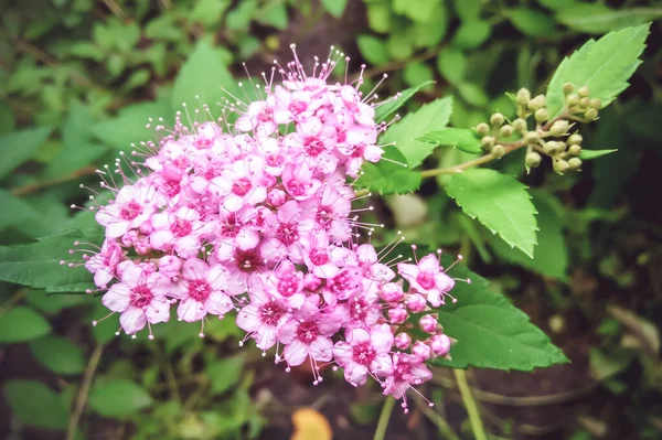 Doğanın çiçekli çalı Spiraea 'sının makro fotoğrafı. Spirea 'nın çiçek açan pembe çiçekleri olan bir çalılığın arka plan dokusu. Görüntü bitkisi haziran çiçekli Spiraea çalısı. Spiraea japonica güneş ışığında pembe çiçekler.