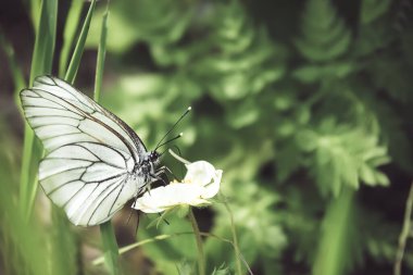 Ormandaki yeşil bitkinin üzerinde siyah damarlı beyaz bir kelebeğin güzel bir görüntüsü. Yaz doğal manzarası. Yumuşak odak