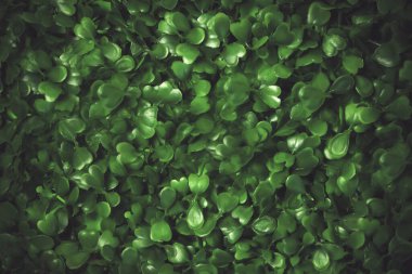 Yeşil çimen dokusu. Yıldız yosunu, yaban otları, civciv, saten çiçeği, Stellaria Medya bitkileri. Güzel yeşil yapraklar. Yeşil arka plan. Doku.