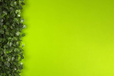 Yeşil arka planda yeşil çimenler. Yıldız yosunu, yaban otları, civciv, saten çiçeği, Stellaria Medya bitkileri. Güzel yeşil yapraklar. Yeşil arka plan. Doku