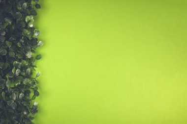 Yeşil arka planda yeşil çimenler. Yıldız yosunu, yaban otları, civciv, saten çiçeği, Stellaria Medya bitkileri. Güzel yeşil yapraklar. Yeşil arka plan. Doku