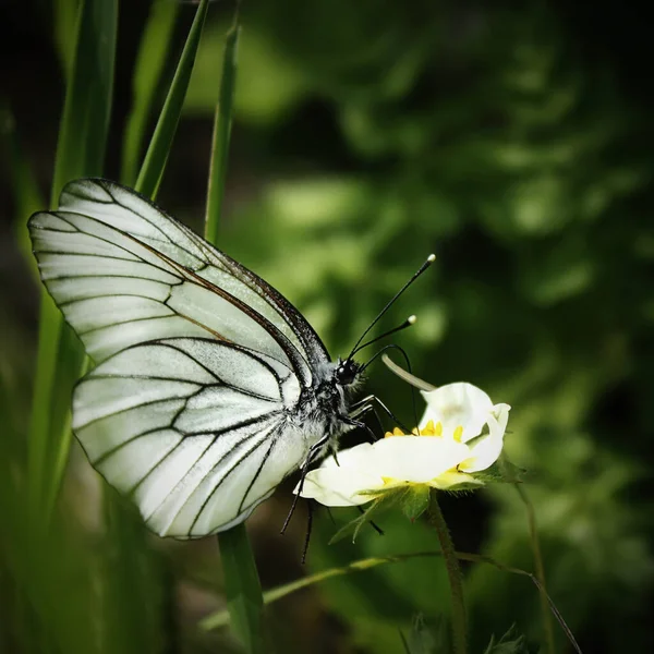 Beautiful Shot Black Veined White Butterfly Green Plant Forest Summer — Stock Photo, Image