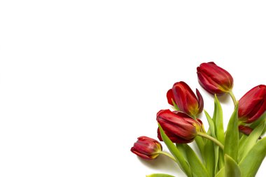Bahar çiçekleri. Sağ köşede beyaz arka planda izole edilmiş bir buket kırmızı lale. Üst görünüm, çerçeve, sınır, kopyalama alanı. Tebrik kartı. Anneler Günü, Sevgililer Günü, 8 Mart, Kadınlar Günü