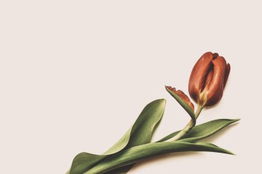 Bahar çiçeği. Kırmızı lale beyaz arka planda izole edildi. Üst görünüm, çerçeve, sınır, kopyalama alanı. Tebrik kartı