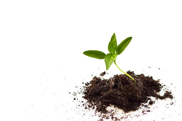 Close Plantas Pequenas Crescendo Conceito Gestão Ambiental Dia Mundial Ambiente — Fotografia de Stock