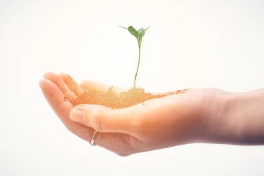 Dikmek için küçük bir ağaç tutuyorum. Bitki yetiştirme ve büyüme. Yeşil Dünya Günü kavramı. Topraktaki tohumlar