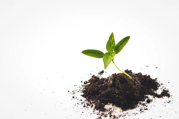 Primer Plano Crecimiento Plantas Pequeñas Evolución Del Crecimiento Vegetal Desde —  Fotos de Stock