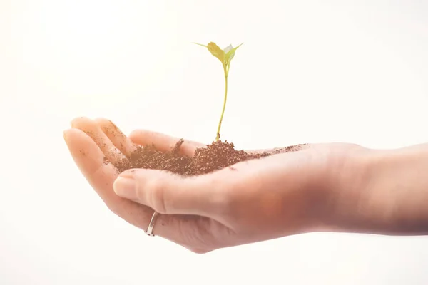Hand Holding Small Tree Planting Pumpkin Seedlings Growing Soil Morning — Stock Photo, Image