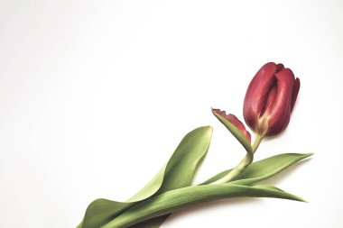 Kırmızı lale beyaz arka planda izole edildi. Bahar. Çiçekler. Üst görünüm, çerçeve, sınır, kopyalama alanı. Tebrik kartı. Anneler Günü, Sevgililer Günü, 8 Mart, Kadınlar Günü