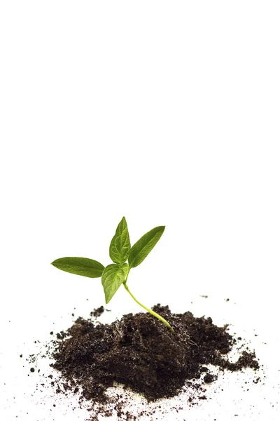 Växtnäring Och Tillväxt Koncept Grön Värld Jorden Dag Plantor Jorden — Stockfoto