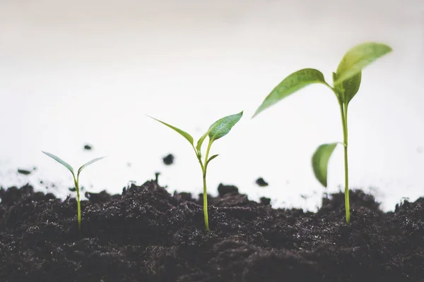 Small Trees Different Sizes Whit Background Growth Sequence Sequence Seedlings — Stock Photo, Image