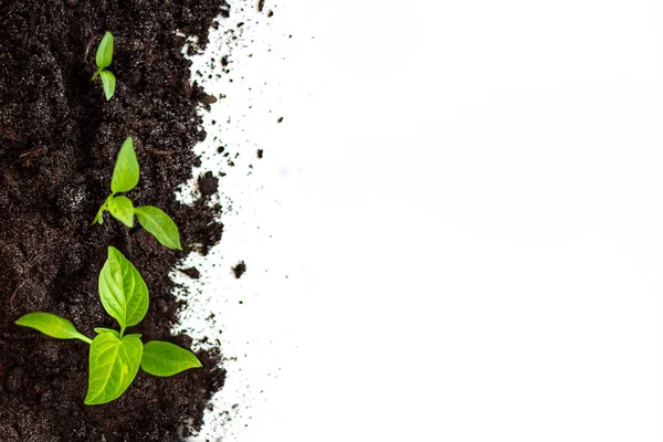 Bitki Yetiştirme Büyüme Yeşil Dünya Günü Kavramı Çevre Yönetimi Dünya — Stok fotoğraf