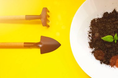 Minyatür aletler, beyaz plaka ve toprakta filizlenen genç yeşil doğa büyüyor. Küçük ev bitkileri ekiyorum. Uzayı kopyala Ev bahçesi, ekoloji konsepti.