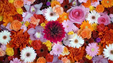 Colorful nature flower background, in close up