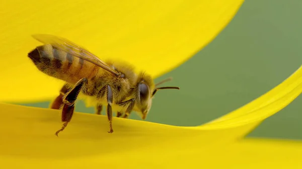 Пчела Желтом Цветущем Подсолнечнике — стоковое фото