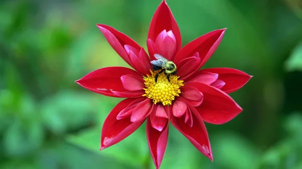 Honigbiene Saugt Nektar Aus Roter Blüte — Stockfoto