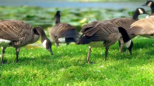Bir grup ördek çimenlerde otluyor.
