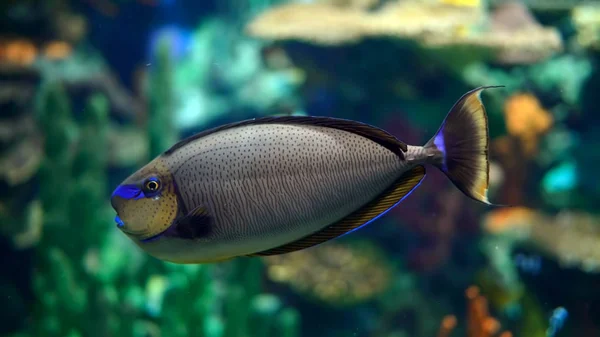 Close up of fish in aquarium. Beautiful Fish In The Aquarium On Decoration Of Aquatic Plants Background. A Colorful Fish