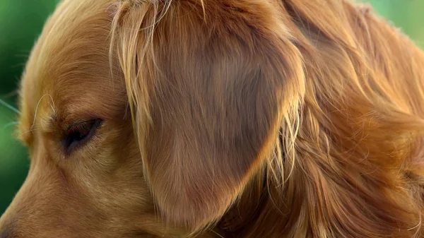 Close-up of dog head. Portrait of a sad dog with sad look