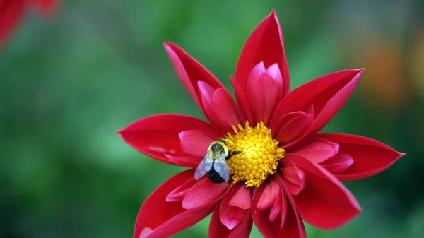 Honey Bee Sucking Nectar Red Flower — Stock Photo, Image