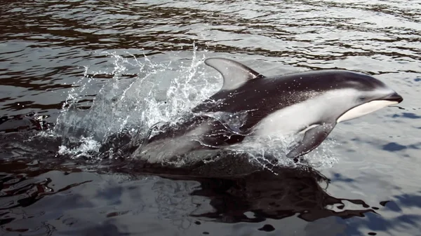 Yunus yüzüyor ve okyanusta zıplıyor. Sudaki yunus