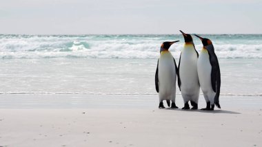 Güney Georgia, okyanusa karşı sahilde duran üç kral penguen.