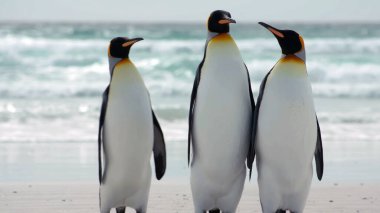 Güney Georgia, okyanusa karşı sahilde duran üç kral penguen.