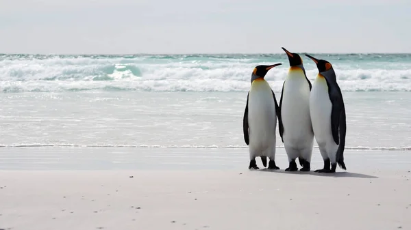 Kolme Kuningas Pingviinit Seisoo Rannalla Merta Vasten Etelä Georgia — kuvapankkivalokuva