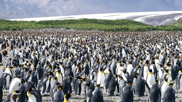 Colony Hundred Thousands King Penguins South Georgia — Stock Photo, Image