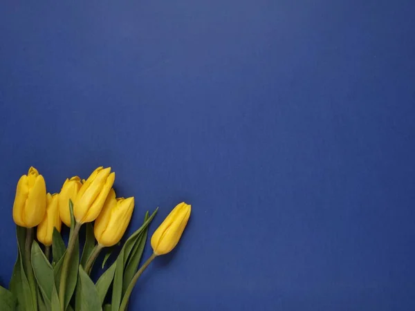 Bei Tulipani Trovano Una Superficie Colorata Immagine Stock