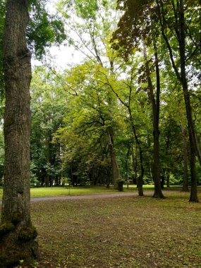 Şehir parkındaki yaşlı ağaçlar.