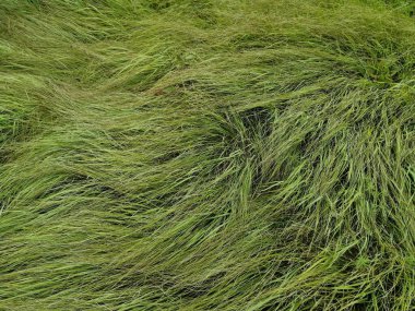 yeşil çimenler tarlada