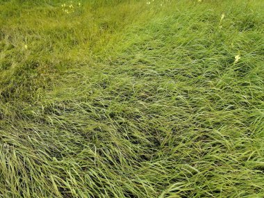 yeşil çimenler tarlada