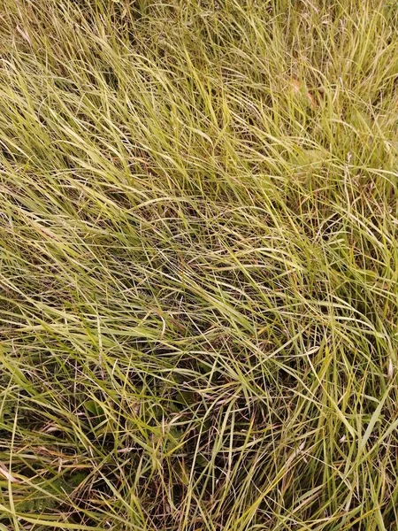 Зеленая Трава Поле — стоковое фото