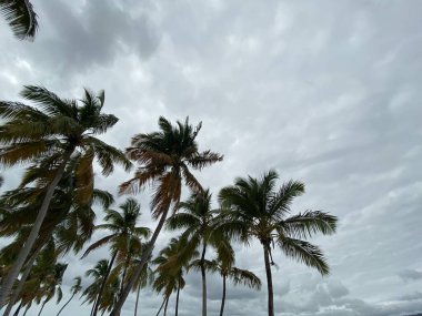 Ulusal Park 'taki ağaçların ve manzaranın manzarası