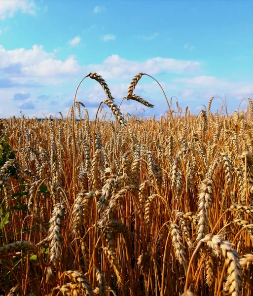 Weizenfeld Goldene Ähren Das Gold Der Mutter Natur — Stockfoto