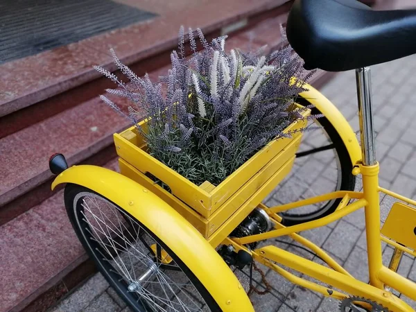 Lavanda Florescente Vasos Como Pano Fundo Para Paisagem Cidade — Fotografia de Stock