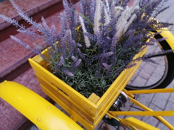 Lavanda Florescente Vasos Como Pano Fundo Para Paisagem Cidade — Fotografia de Stock