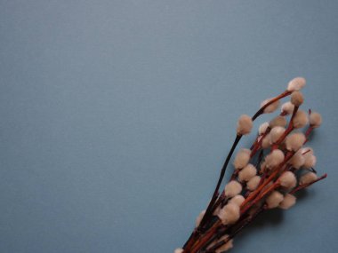 Pazar günü için renkli bir arka planda söğüt dalı