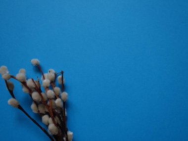 Pazar günü için renkli bir arka planda söğüt dalı