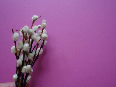 Pazar günü için renkli bir arka planda söğüt dalı