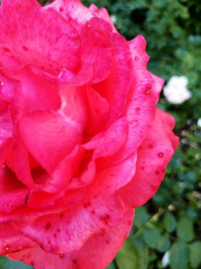 Bahçedeki bahçede güzel güller açıyor.