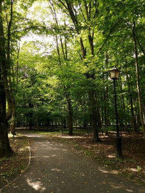 Ekolojik olarak temiz bir orman parkında yürümek için bir yol.