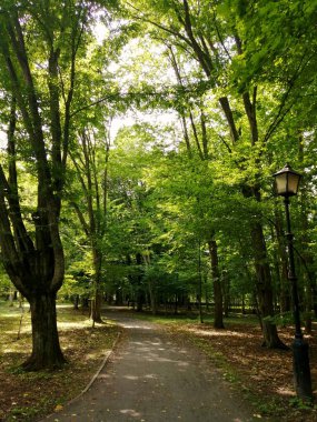 Ekolojik olarak temiz bir orman parkında yürümek için bir yol.