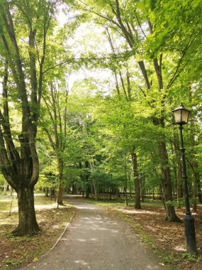 Ekolojik olarak temiz bir orman parkında yürümek için bir yol.