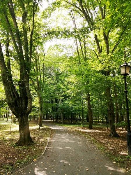 Camino Para Caminar Parque Forestal Ecológicamente Limpio —  Fotos de Stock